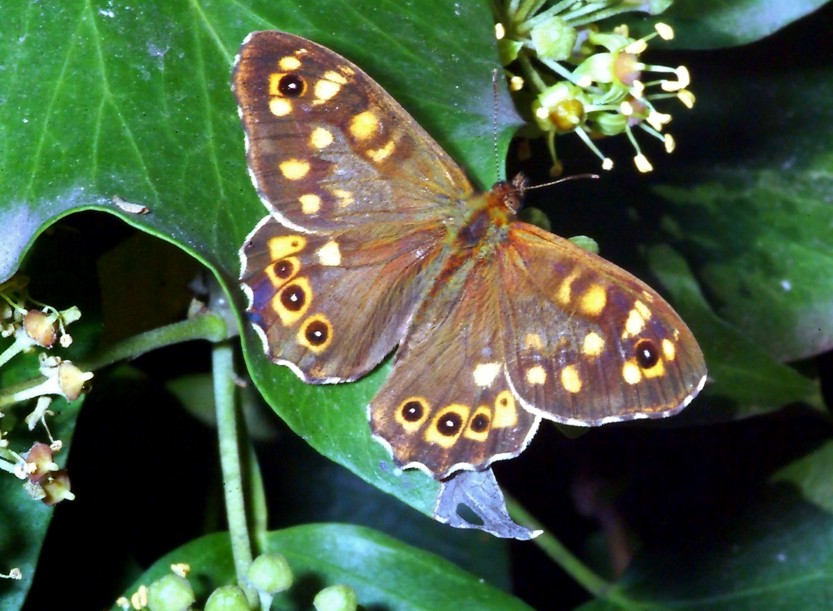 Sempre sull''Hedera e 